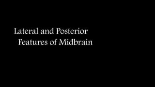 Lateral and Posterior
Features of Midbrain
 