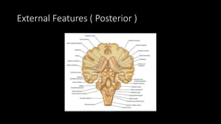 External Features ( Posterior )
 
