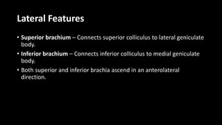 Lateral Features
• Superior brachium – Connects superior colliculus to lateral geniculate
body.
• Inferior brachium – Connects inferior colliculus to medial geniculate
body.
• Both superior and inferior brachia ascend in an anterolateral
direction.
 