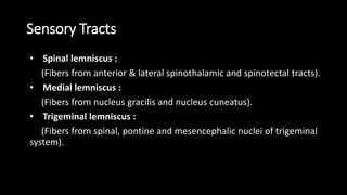 Sensory Tracts
• Spinal lemniscus :
(Fibers from anterior & lateral spinothalamic and spinotectal tracts).
• Medial lemniscus :
(Fibers from nucleus gracilis and nucleus cuneatus).
• Trigeminal lemniscus :
(Fibers from spinal, pontine and mesencephalic nuclei of trigeminal
system).
 