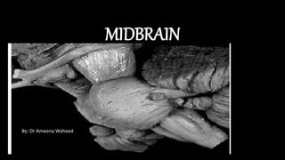 MIDBRAIN
By: Dr Ameena Waheed
 