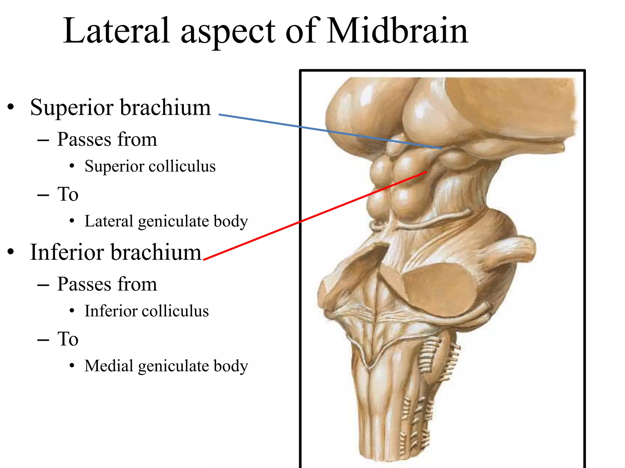 Midbrain | PDF
