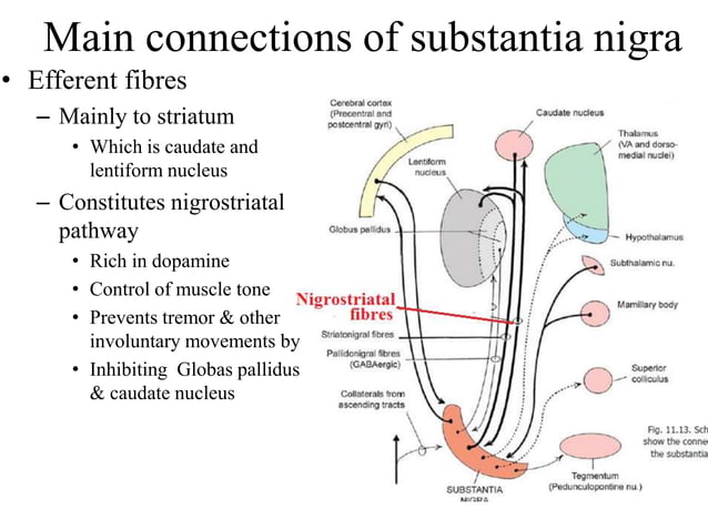 Midbrain | PDF | Brain and Nervous System Disorders | Diseases and ...
