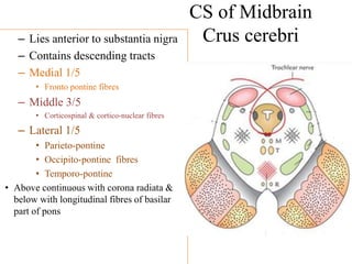 Midbrain | PDF