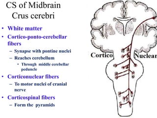 • White matter
• Cortico-ponto-cerebellar
fibers
– Synapse with pontine nuclei
– Reaches cerebellum
• Through middle cerebellar
peduncle
• Corticonuclear fibers
– To motor nuclei of cranial
nerve
• Corticospinal fibers
– Form the pyramids
CS of Midbrain
Crus cerebri
 