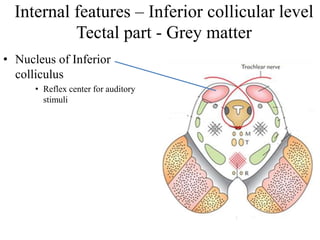 Tectal Midbrain Midbrain | PDF