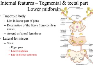 Midbrain | PDF