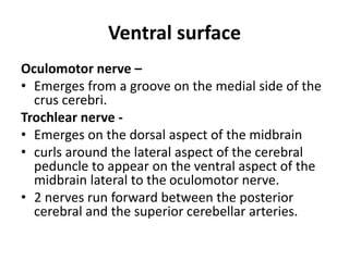 Ventral surface
Oculomotor nerve –
• Emerges from a groove on the medial side of the
crus cerebri.
Trochlear nerve -
• Emerges on the dorsal aspect of the midbrain
• curls around the lateral aspect of the cerebral
peduncle to appear on the ventral aspect of the
midbrain lateral to the oculomotor nerve.
• 2 nerves run forward between the posterior
cerebral and the superior cerebellar arteries.
 