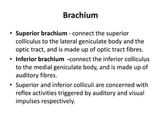 Brachium
• Superior brachium - connect the superior
colliculus to the lateral geniculate body and the
optic tract, and is made up of optic tract fibres.
• Inferior brachium -connect the inferior colliculus
to the medial geniculate body, and is made up of
auditory fibres.
• Superior and inferior colliculi are concerned with
reflex activities triggered by auditory and visual
impulses respectively.
 