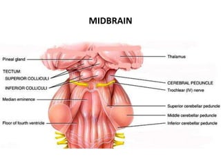 MIDBRAIN
 
