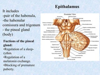 Midbrain. Diencephalon.pptx