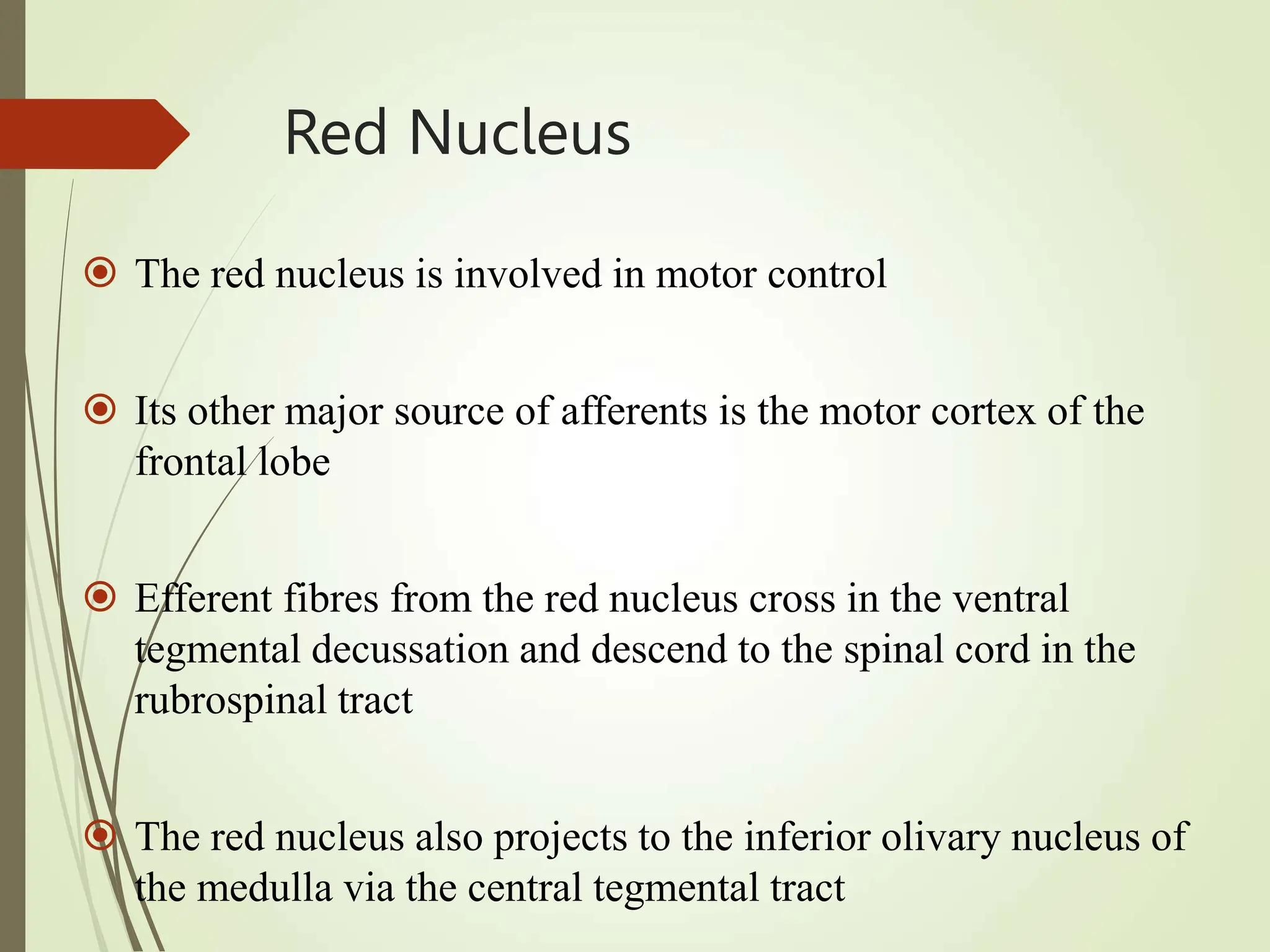 Midbrain anatomy points functions noges.ppt