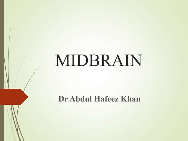 Midbrain anatomy points functions noges.ppt | Brain and Nervous System ...