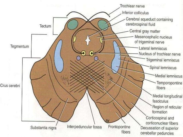 Midbrain anatomy points functions noges.ppt | Brain and Nervous System ...