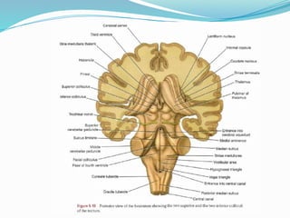 MIDBRAIN.pptx structure and its functions | PPTX