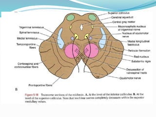 MIDBRAIN.pptx structure and its functions | PPTX