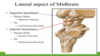 Comprehensive Overview of Midbrain Anatomy, Functions, and Clinical ...