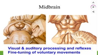 Comprehensive Overview of Midbrain Anatomy, Functions, and Clinical ...