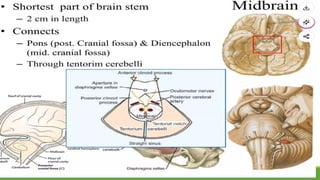 Comprehensive Overview of Midbrain Anatomy, Functions, and Clinical ...
