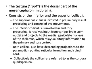 • The tectum (“roof”) is the dorsal part of the
mesencephalon (midbrain).
• Consists of the inferior and the superior colliculi.
– The superior colliculus is involved in preliminary visual
processing and control of eye movements.
– The inferior colliculus is involved in auditory
processing. It receives input from various brain stem
nuclei and projects to the medial geniculate nucleus
of the thalamus, which relays auditory information to
the primary auditory cortex.
– Both colliculi also have descending projections to the
paramedian pontine reticular formation and spinal
cord.
– Collectively the colliculi are referred to as the corpora
quadrigemina.

 