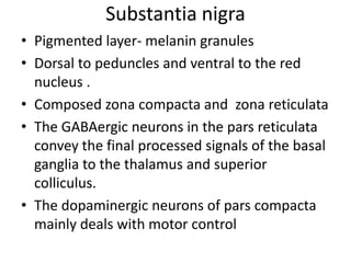 Substantia nigra
• Pigmented layer- melanin granules
• Dorsal to peduncles and ventral to the red
nucleus .
• Composed zona compacta and zona reticulata
• The GABAergic neurons in the pars reticulata
convey the final processed signals of the basal
ganglia to the thalamus and superior
colliculus.
• The dopaminergic neurons of pars compacta
mainly deals with motor control

 