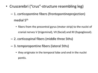 • Cruscerebri (“crus”-structure resembling leg)
– 1. corticopontine fibers (frontopontineprojection)
medial 5th
• fibers from the precentral gyrus (motor strip) to the nuclei of
cranial nerves V (trigeminal), VII (facial) and XII (hypoglossal).

– 2. corticospinal fibers (middle three 5ths)
– 3. temporopontine fibers (lateral 5ths)
• they originate in the temporal lobe and end in the nuclei
pontis.

 