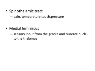 • Spinothalamic tract
– pain, temperature,touch,pressure

• Medial lemniscus
– sensory input from the gracile and cuneate nuclei
to the thalamus

 