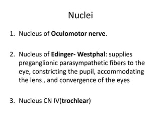 Nuclei
1. Nucleus of Oculomotor nerve.
2. Nucleus of Edinger- Westphal: supplies
preganglionic parasympathetic fibers to the
eye, constricting the pupil, accommodating
the lens , and convergence of the eyes

3. Nucleus CN IV(trochlear)

 