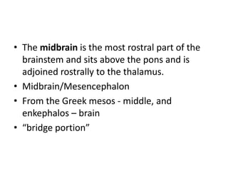 • The midbrain is the most rostral part of the
brainstem and sits above the pons and is
adjoined rostrally to the thalamus.
• Midbrain/Mesencephalon
• From the Greek mesos - middle, and
enkephalos – brain
• “bridge portion”

 