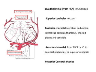 Quadrigeminal (from PCA) :inf. Colliculi

Superior cerebelar :tectum

Posterior choroidal: cerebral peduncles,
lateral sup colliculi, thamalus, choroid
plexus 3rd ventricle

Anterior choroidal: from MCA or IC, to
cerebral peduncles, or supeiror midbrain

Posterior Cerebral arteries

 
