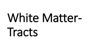 White Matter-
Tracts
 