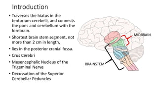 Introduction
• Traverses the hiatus in the
tentorium cerebelli, and connects
the pons and cerebellum with the
forebrain.
• Shortest brain stem segment, not
more than 2 cm in length,
• lies in the posterior cranial fossa.
• Crus Cerebri
• Mesencephalic Nucleus of the
Trigeminal Nerve
• Decussation of the Superior
Cerebellar Peduncles
 
