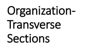 Organization-
Transverse
Sections
 