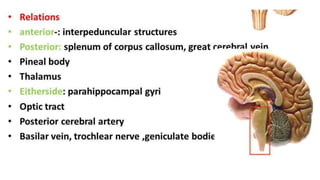 Relations
• Lateral- Parahippocampal Gyri
 