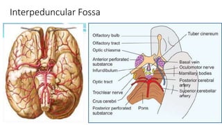 Interpeduncular Fossa
 