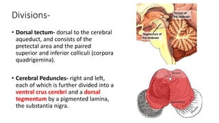 Divisions-
• Dorsal tectum- dorsal to the cerebral
aqueduct, and consists of the
pretectal area and the paired
superior and inferior colliculi (corpora
quadrigemina).
• Cerebral Peduncles- right and left,
each of which is further divided into a
ventral crus cerebri and a dorsal
tegmentum by a pigmented lamina,
the substantia nigra.
 