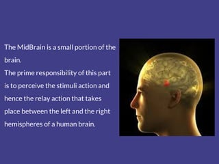 The MidBrain is a small portion of the
brain.
The prime responsibility of this part
is to perceive the stimuli action and
...