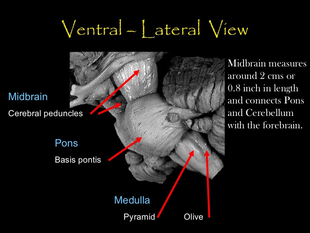 MIDBRAIN ANATOMY Biology Diagrams