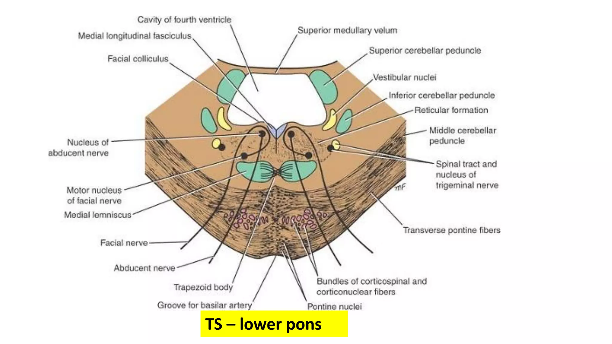 Internal Pons Anatomy of Midbrain and pons | PDF