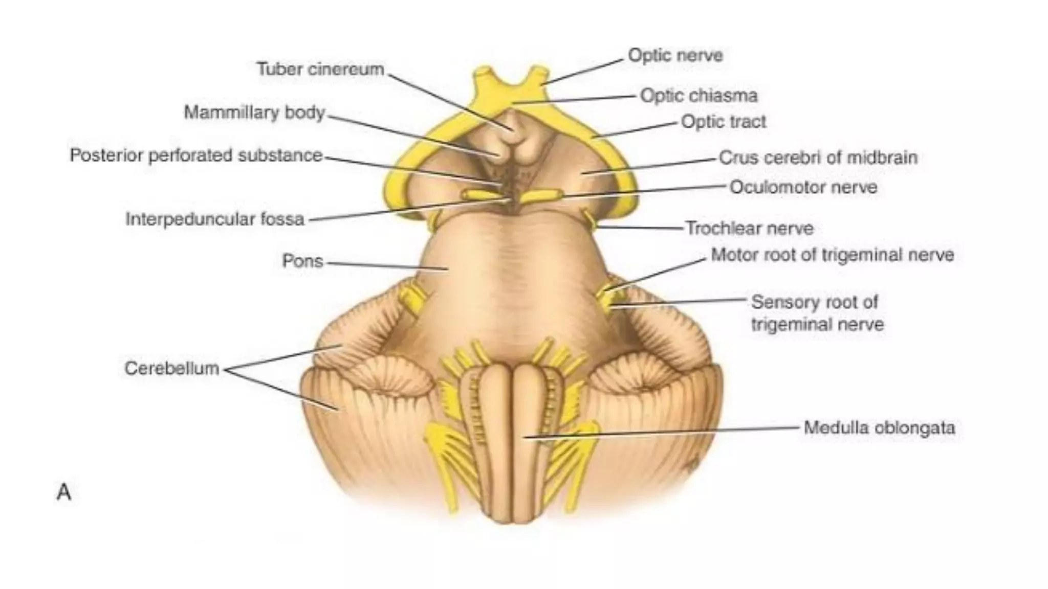 Anatomy of Midbrain and pons | PDF