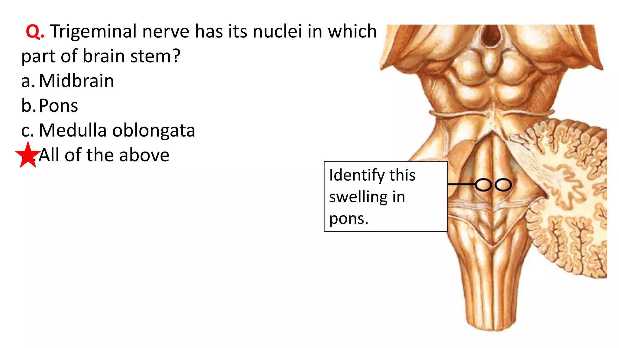 Internal Pons Anatomy of Midbrain and pons | PDF