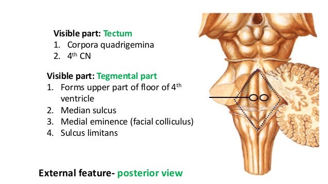 Tectal Midbrain Anatomy of Midbrain and pons