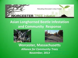 Asian Longhorned Beetle Infestation
and Community Response

Worcester, Massachusetts
Worcester Tree Initiative
Alliance for Community Trees
P.O. Box 2874, Worcester MA 01613
November, 2013 Barber Ave. Worcester
Located at: 240

 