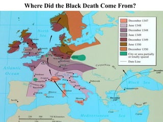 Where Did the Black Death Come From?
 