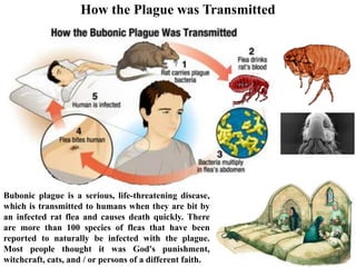 How the Plague was Transmitted
Bubonic plague is a serious, life-threatening disease,
which is transmitted to humans when they are bit by
an infected rat flea and causes death quickly. There
are more than 100 species of fleas that have been
reported to naturally be infected with the plague.
Most people thought it was God's punishment,
witchcraft, cats, and / or persons of a different faith.
 