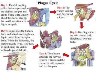 Plague CycleDay 1: Painful swelling
called buboes appeared in
the victim’s armpits and
groin. These were usually
about the size of an egg,
but could sometimes be as
big as an apple.
Day 2: The
victim vomited
and developed
a fever.
Day 3: Bleeding under
the skin caused dark
blotches all over the
body.
Day 4: The disease
attacked the nervous
system. This caused the
victim to suffer spasms
and terrible pain.
Day 5: sometimes the buboes
burst and a foul-smelling black
liquid oozed from the open
boils. When this happened, the
victim usually lived. However,
in most cases the victim
suffered a painful death.
 