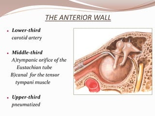 THE ANTERIOR WALL
 Lower-third
carotid artery
 Middle-third
A)tympanic orifice of the
Eustachian tube
B)canal for the tensor
tympani muscle
 Upper-third
pneumatized
 