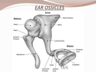 EAR OSSICLES
 
