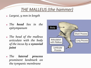 THE MALLEUS (the hammer)
 Largest, 9 mm in length
 The head lies in the
epitympanum
 The head of the malleus
articulate with the body
of the incus by a synovial
joint
 The lateral process
prominent landmark on
the tympanic membrane
Body
 