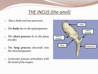 THE INCUS (the anvil)
 Has a body and two processes
 The body lies in the epitympanum
 The short process lie in the fossa
incudes
 The long process descends into
the mesotympanum
 Lenticular process articulates with
the head of the stapes.
 